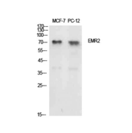 Western Blot - Anti-EMR2 Antibody (C30508) - Antibodies.com