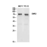Western Blot - Anti-EMR2 Antibody (C30508) - Antibodies.com
