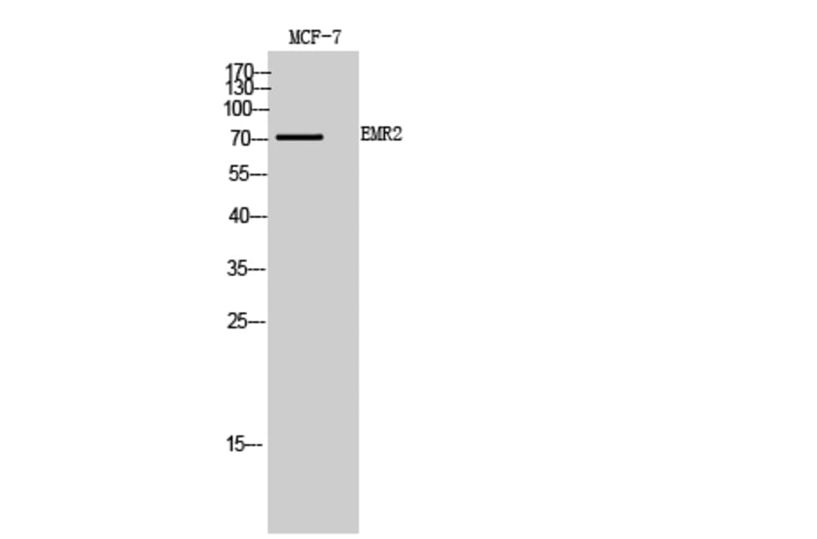 Western Blot - Anti-EMR2 Antibody (C30508) - Antibodies.com