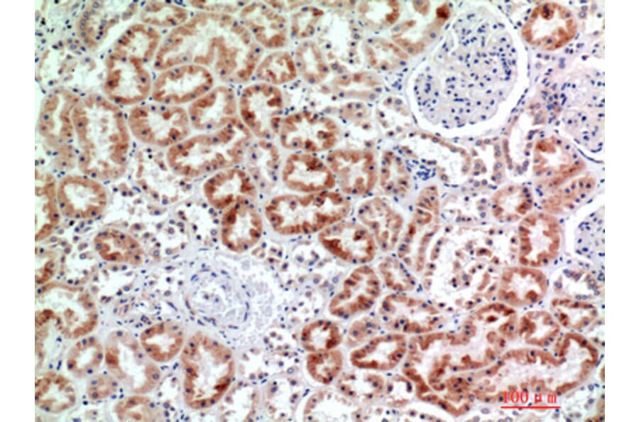 Immunohistochemistry - Anti-EMR2 Antibody (C30508) - Antibodies.com