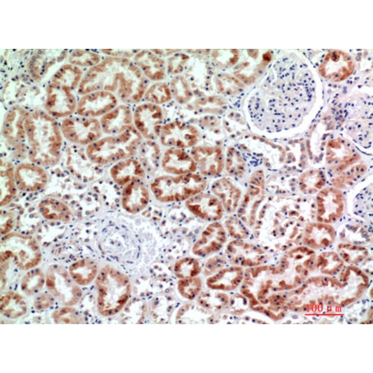 Immunohistochemistry - Anti-EMR2 Antibody (C30508) - Antibodies.com