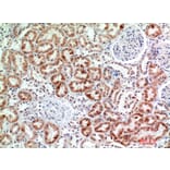 Immunohistochemistry - Anti-EMR2 Antibody (C30508) - Antibodies.com