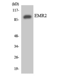 Western Blot - Anti-EMR2 Antibody (R12-2748) - Antibodies.com
