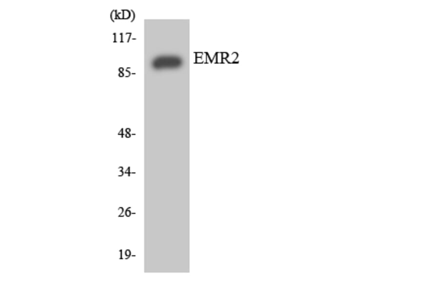 Western Blot - Anti-EMR2 Antibody (R12-2748) - Antibodies.com
