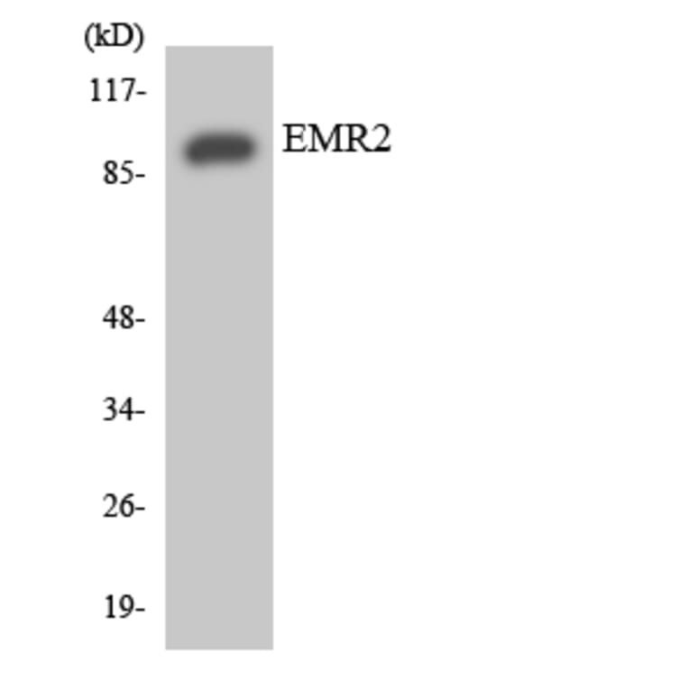 Western Blot - Anti-EMR2 Antibody (R12-2748) - Antibodies.com