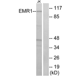 Western Blot - Anti-EMR1 Antibody (G090) - Antibodies.com