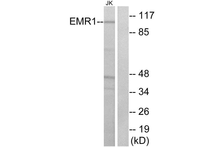 Western Blot - Anti-EMR1 Antibody (G090) - Antibodies.com