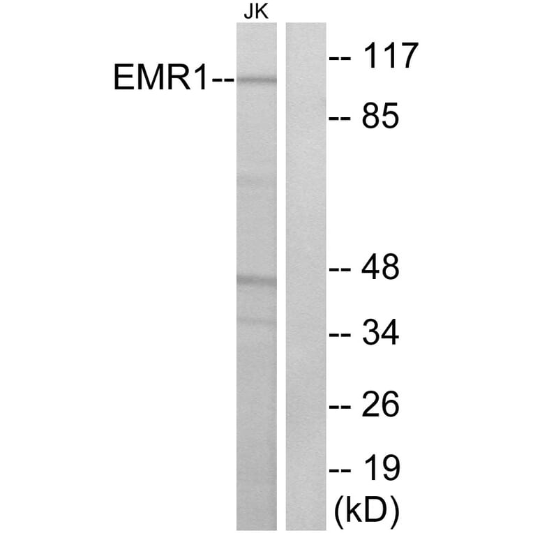 Western Blot - Anti-EMR1 Antibody (G090) - Antibodies.com