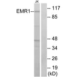 Western Blot - Anti-EMR1 Antibody (G090) - Antibodies.com