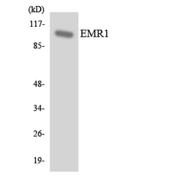 Western Blot - Anti-EMR1 Antibody (R12-2747) - Antibodies.com