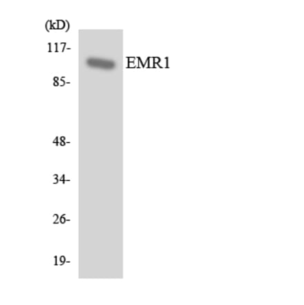 Western Blot - Anti-EMR1 Antibody (R12-2747) - Antibodies.com