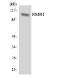 Western Blot - Anti-EMR1 Antibody (R12-2747) - Antibodies.com