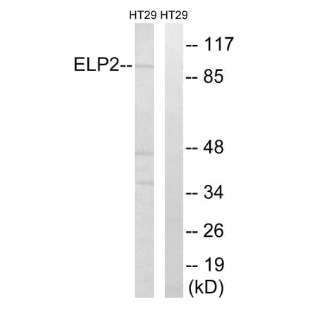 Western Blot - Anti-ELP2 Antibody (C15624) - Antibodies.com
