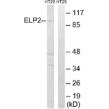 Western Blot - Anti-ELP2 Antibody (C15624) - Antibodies.com