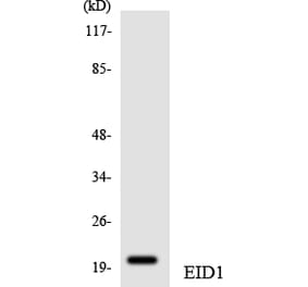 Western Blot - Anti-EID1 Antibody (R12-2738) - Antibodies.com