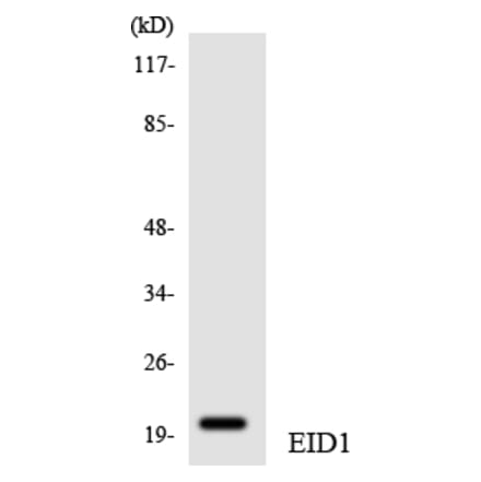 Western Blot - Anti-EID1 Antibody (R12-2738) - Antibodies.com