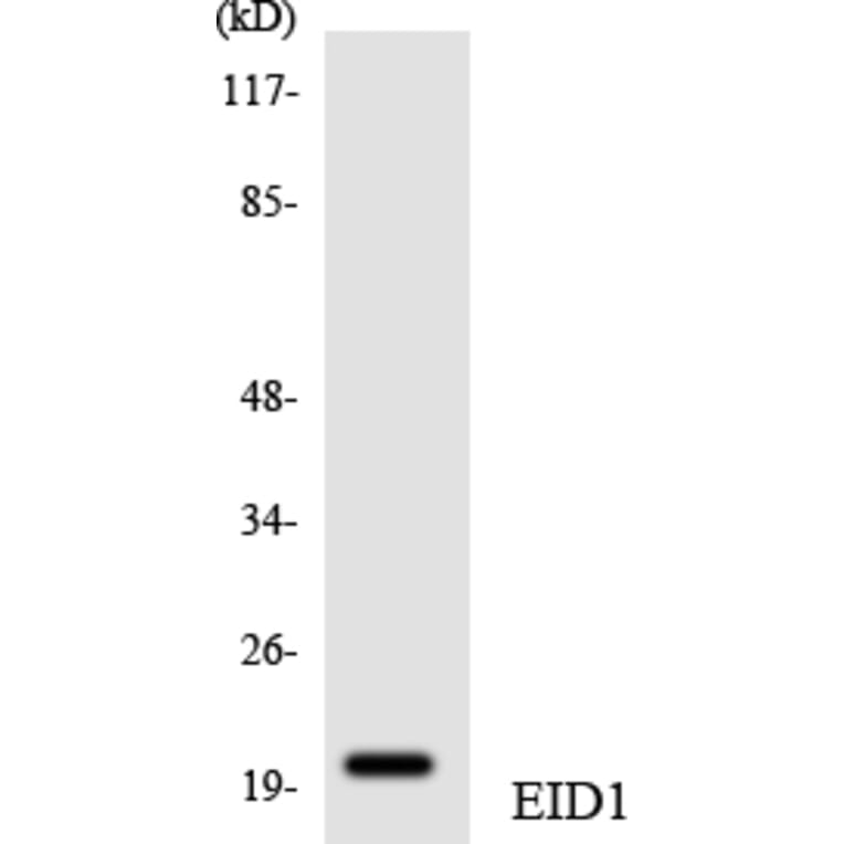 Western Blot - Anti-EID1 Antibody (R12-2738) - Antibodies.com