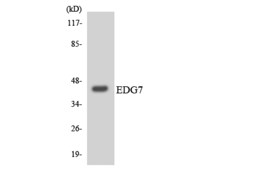 Western Blot - Anti-EDG7 Antibody (R12-2729) - Antibodies.com