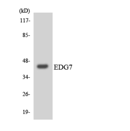 Western Blot - Anti-EDG7 Antibody (R12-2729) - Antibodies.com