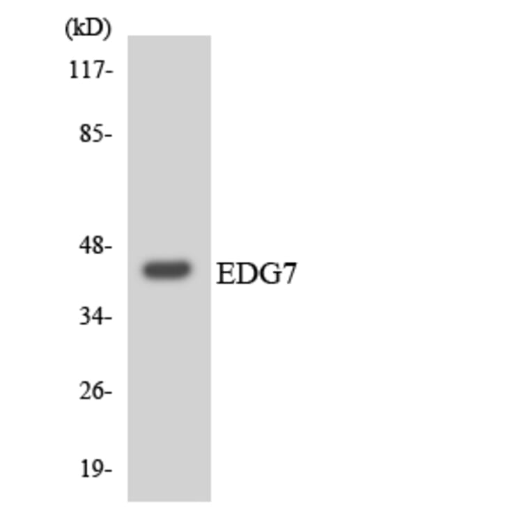 Western Blot - Anti-EDG7 Antibody (R12-2729) - Antibodies.com