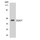 Western Blot - Anti-EDG7 Antibody (R12-2729) - Antibodies.com