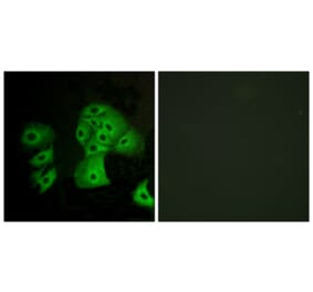 Immunofluorescence - Anti-EDG6 Antibody (G238) - Antibodies.com