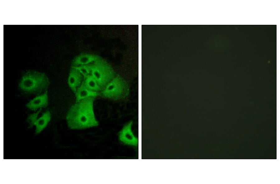 Immunofluorescence - Anti-EDG6 Antibody (G238) - Antibodies.com