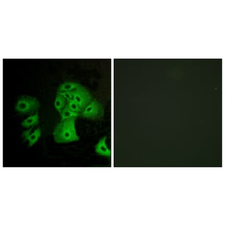 Immunofluorescence - Anti-EDG6 Antibody (G238) - Antibodies.com