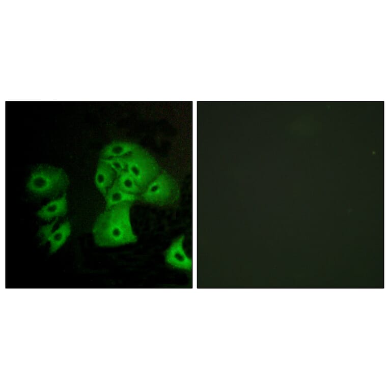 Immunofluorescence - Anti-EDG6 Antibody (G238) - Antibodies.com