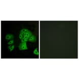 Immunofluorescence - Anti-EDG6 Antibody (G238) - Antibodies.com