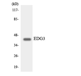 Western Blot - Anti-EDG3 Antibody (R12-2721) - Antibodies.com