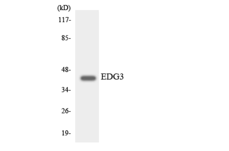 Western Blot - Anti-EDG3 Antibody (R12-2721) - Antibodies.com