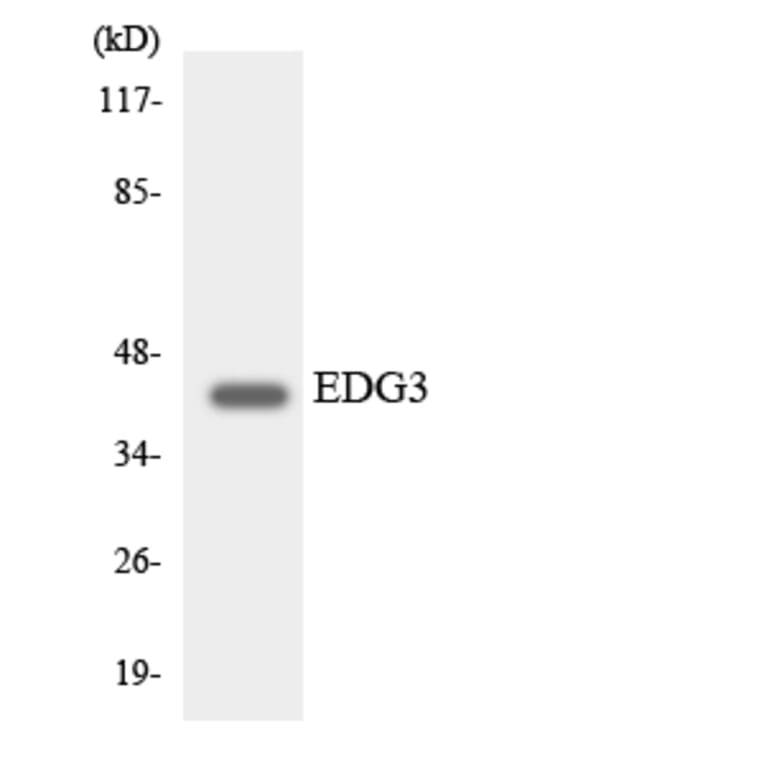 Western Blot - Anti-EDG3 Antibody (R12-2721) - Antibodies.com