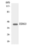 Western Blot - Anti-EDG3 Antibody (R12-2721) - Antibodies.com