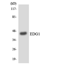 Western Blot - Anti-EDG1 Antibody (R12-2720) - Antibodies.com