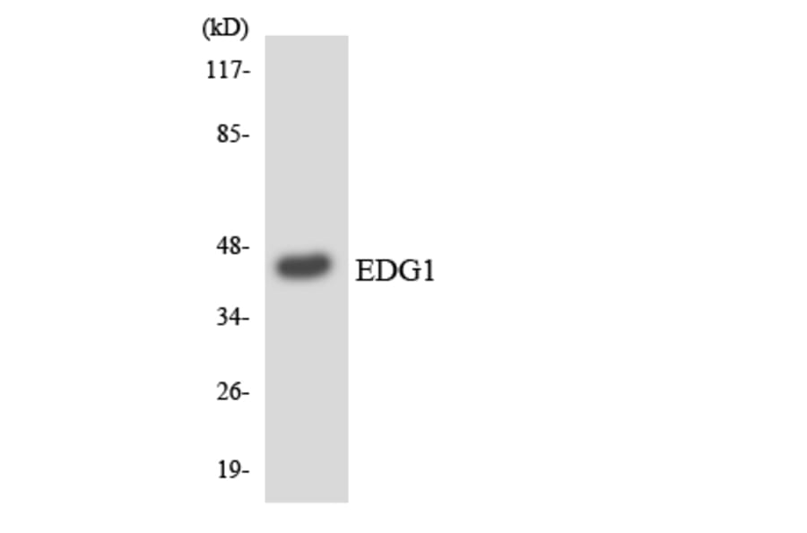 Western Blot - Anti-EDG1 Antibody (R12-2720) - Antibodies.com