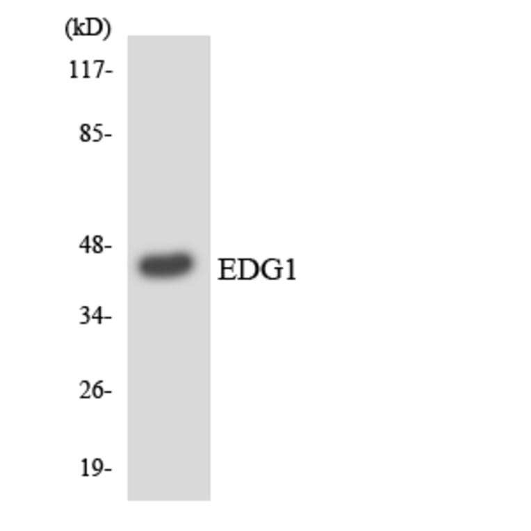 Western Blot - Anti-EDG1 Antibody (R12-2720) - Antibodies.com