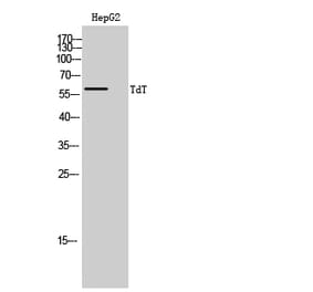 Western Blot - Anti-DNTT Antibody (C15389) - Antibodies.com