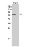 Western Blot - Anti-DNTT Antibody (C15389) - Antibodies.com