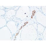 Immunohistochemistry - Anti-DNTT Antibody (C15389) - Antibodies.com