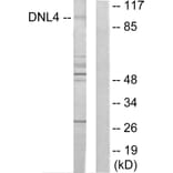 Western Blot - Anti-DNL4 Antibody (C13046) - Antibodies.com