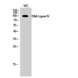Western Blot - Anti-DNL4 Antibody (C13046) - Antibodies.com
