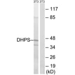 Western Blot - Anti-DHPS Antibody (C15330) - Antibodies.com