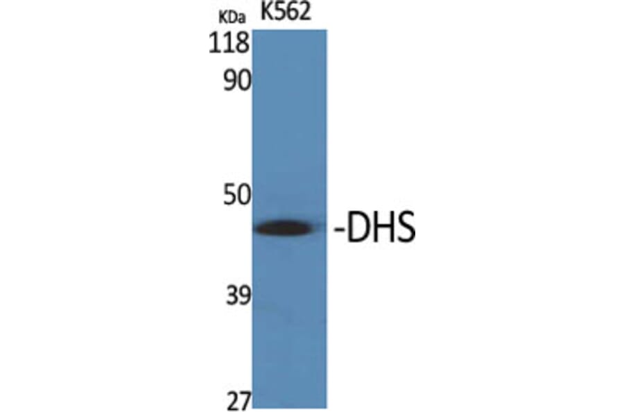 Western Blot - Anti-DHPS Antibody (C15330) - Antibodies.com