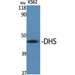 Western Blot - Anti-DHPS Antibody (C15330) - Antibodies.com
