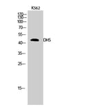 Western Blot - Anti-DHPS Antibody (C15330) - Antibodies.com
