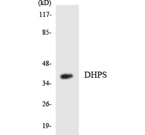 Western Blot - Anti-DHPS Antibody (R12-2695) - Antibodies.com