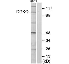 Western Blot - Anti-DGKQ Antibody (C10713) - Antibodies.com