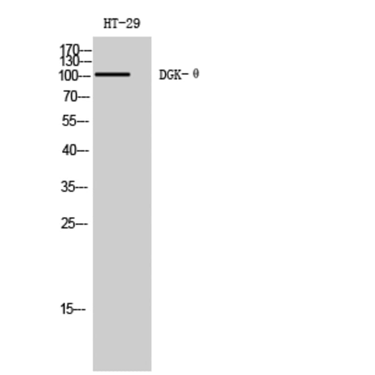 Western Blot - Anti-DGKQ Antibody (C10713) - Antibodies.com