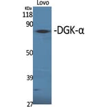 Western Blot - Anti-DGKA Antibody (C10463) - Antibodies.com